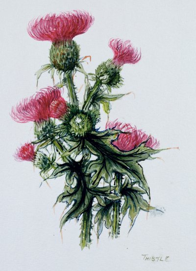 Scottish Thistle by Nell Hill